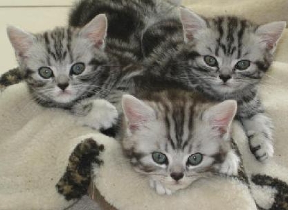 Britisch Kurzhaar in silber tabby «Whiskas»