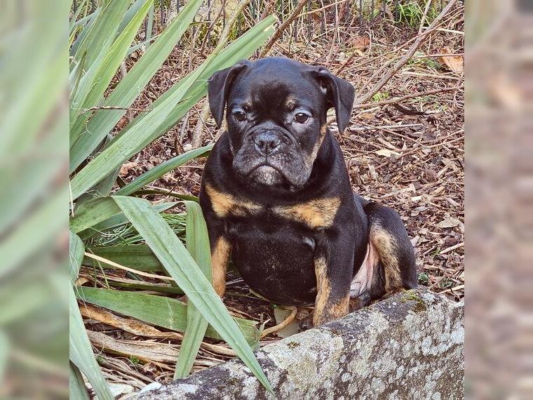 Auszugsbereit; ) Old English Bulldog Welpen