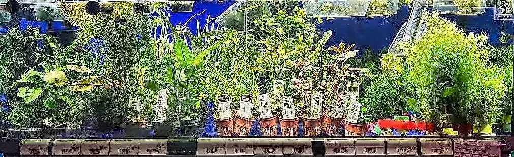 Plantes d"aquarium chez Acrodog