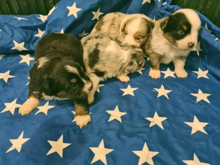 Miniature Australian Shepherd Mini und Toy Aussies