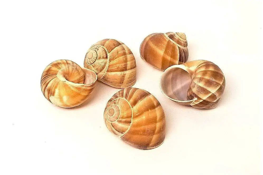 Schneckenhaus Weinbergschnecke 5 - 6 cm, 1.60 sFr. NEU/OVP