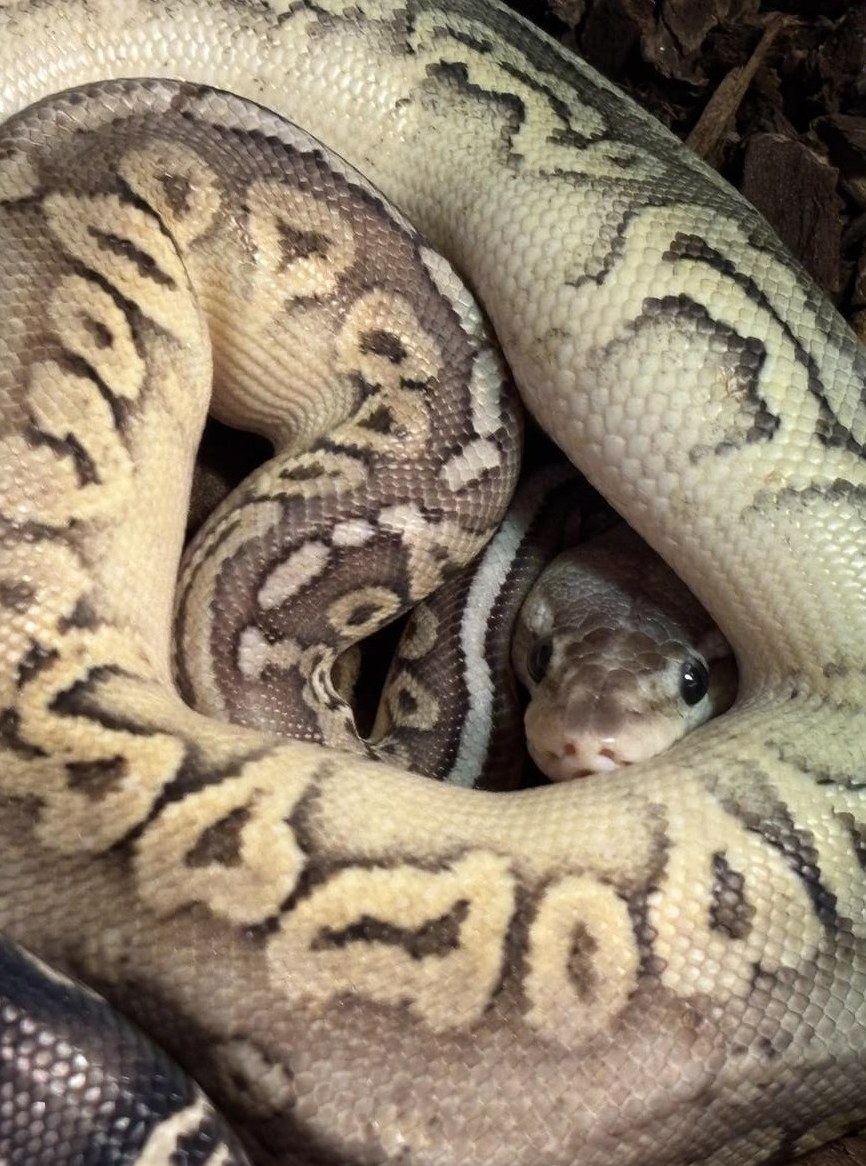 Königspython 1.0 Sterling, CH NZ