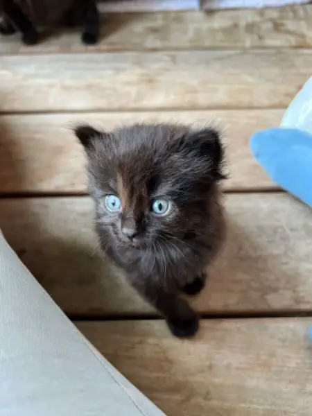 Süsse Kitten zu verkaufen