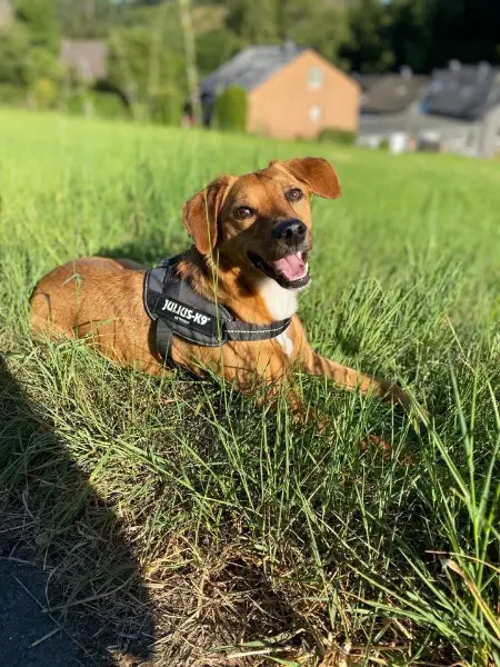 Hund abzugeben Beagle Schäferhund Mix