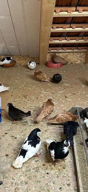 Tauben kush ka buqkalia te pejes pom duen femra