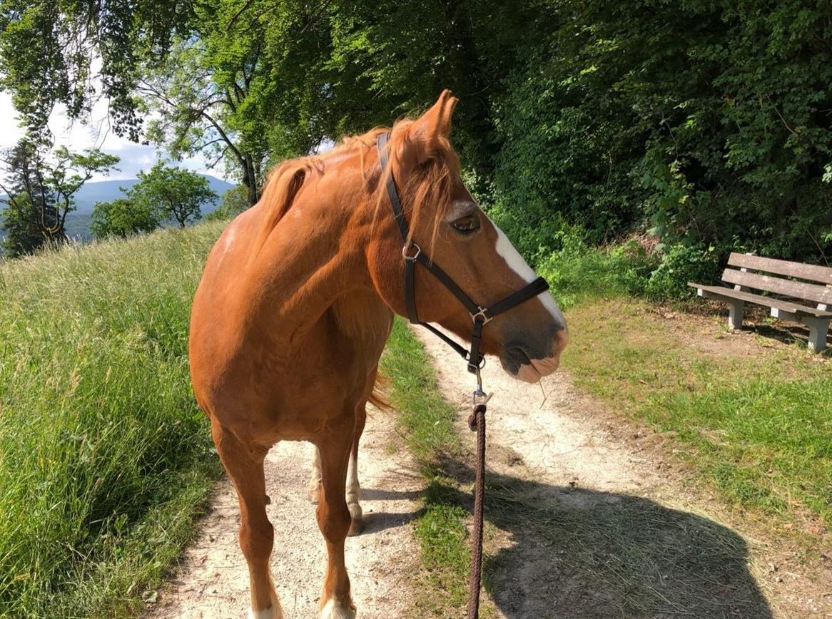 Reitbeteiligung für 27-jährigen Freiberger, Umgebung St. Pantaleon SO