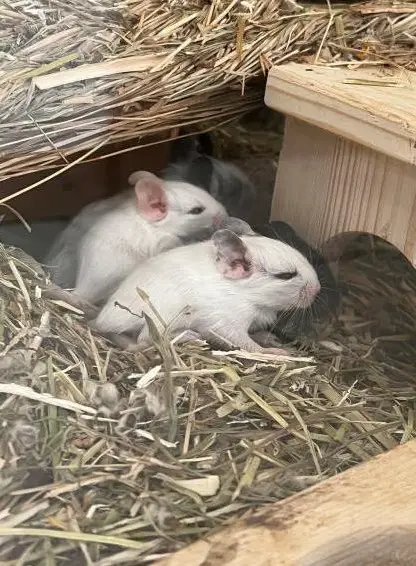 Junge Degus zu verkaufen aus Eigenzucht