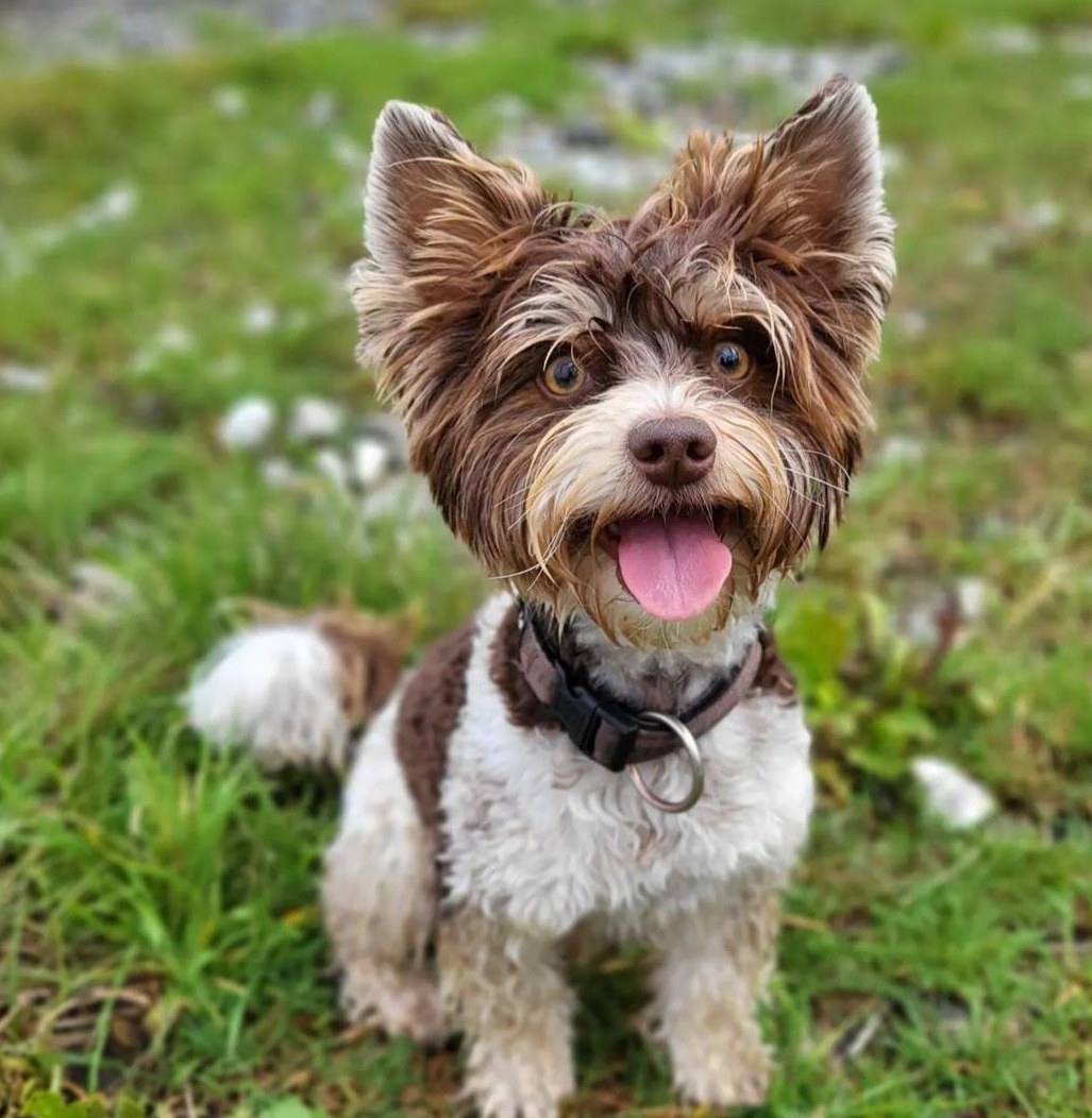 Biro Yorkshire Terrier Deckrüde