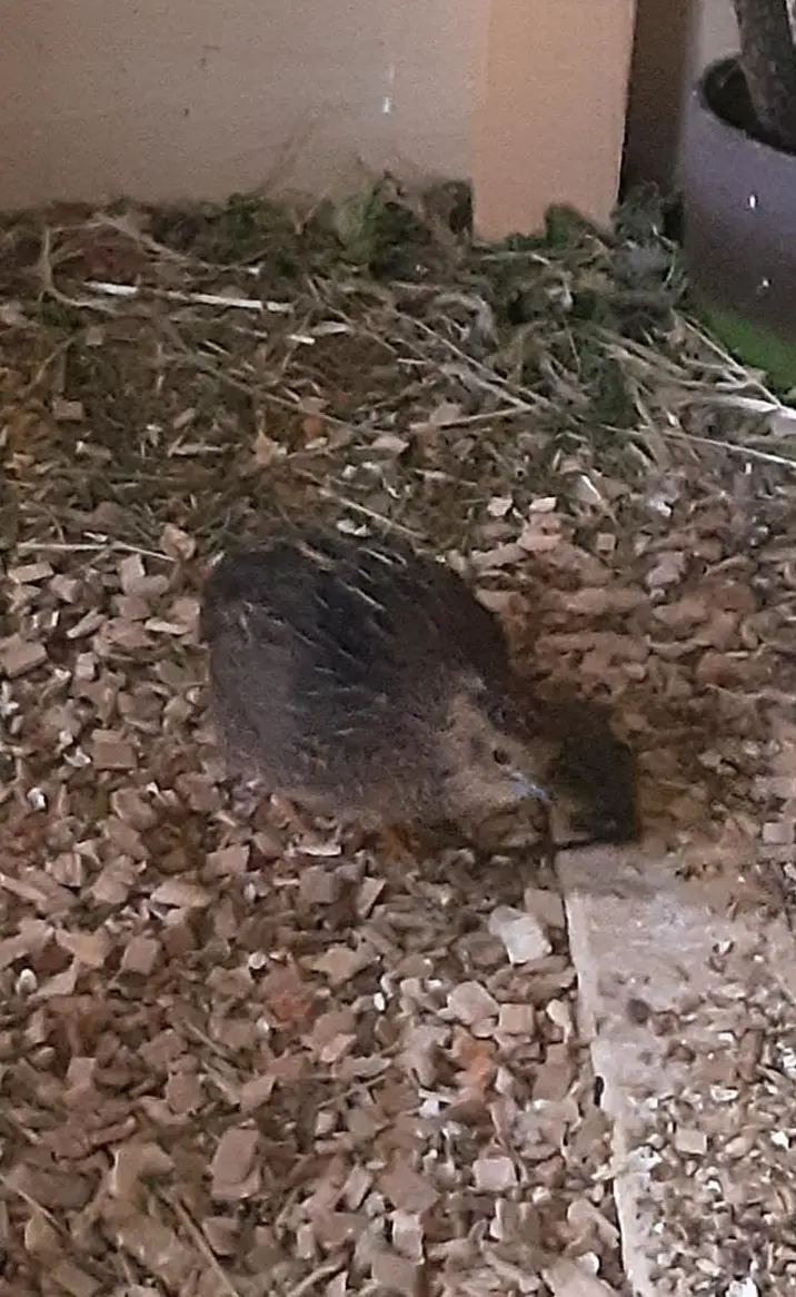 Chinesisches Zwerghuhn zu verkaufen