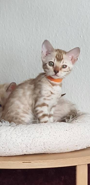 Reinrassige Bengalkitten zu verkaufen