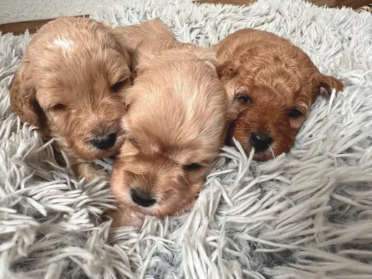 Unsere 3 Cavapoo Weibchen suchen ihr Zuhause