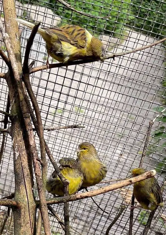 Gloster Kanarien Paar wild-Farben Kanarienvögel