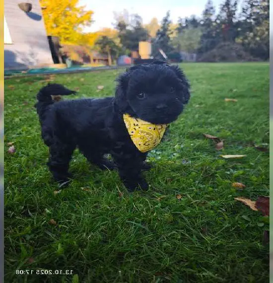 Schnoodle (Schnauzer/Zwergpudel)