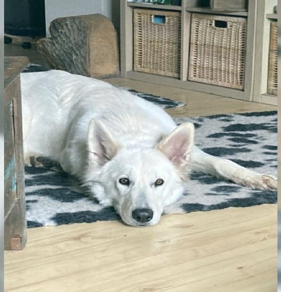 Weisse Schäferhund Welpen