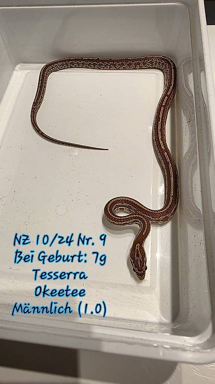 Kornnatter NZ 10/24 und 01/25