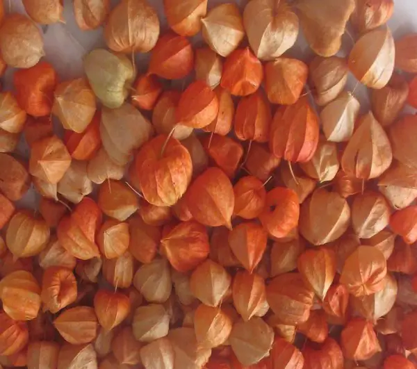 HERBST DEKO - 50 Stk. LAMPIONBLUMEN-OSTEN