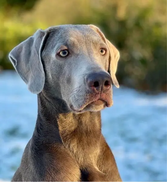Labrador-Weimaraner-Mix Rüde 3 Jahre