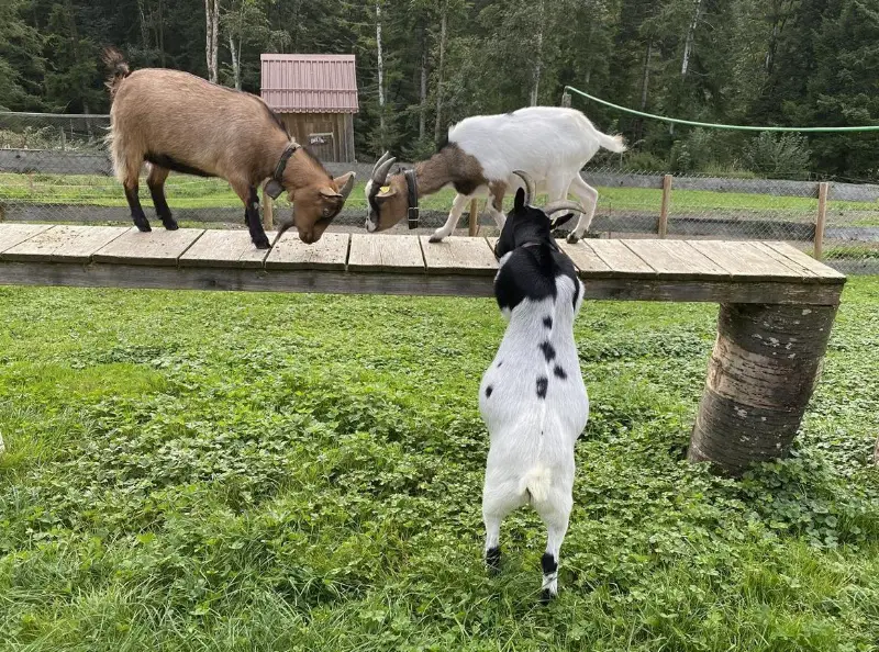 Zwergziegen Grüppli sucht neues Zuhause