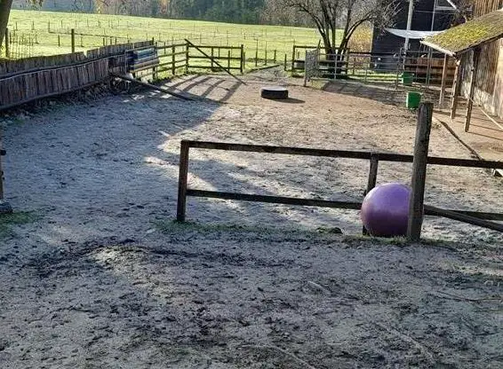 Offenstallplatz frei in 8566 Neuwilen TG