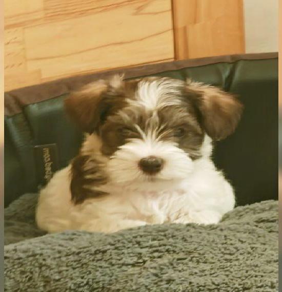 Zwergschnauzer gescheckt