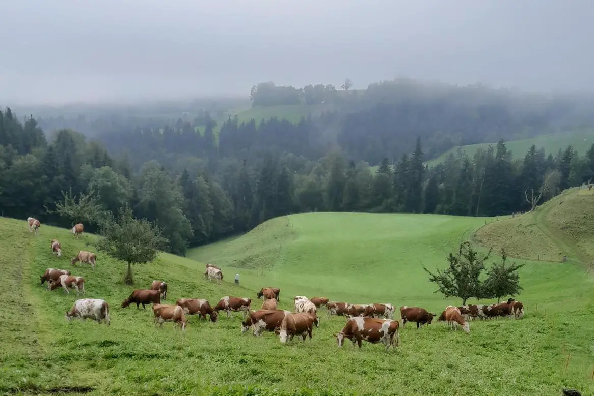 SF-Kuh, Swiss Fleckvieh zu verkaufen