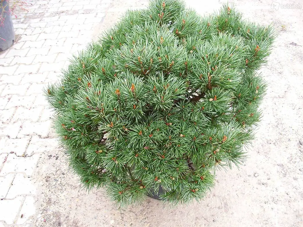  Zwerg-Kiefer Pinus sylvestris "Chantry Blue"