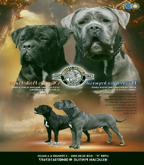 Top Cane Corso Welpen