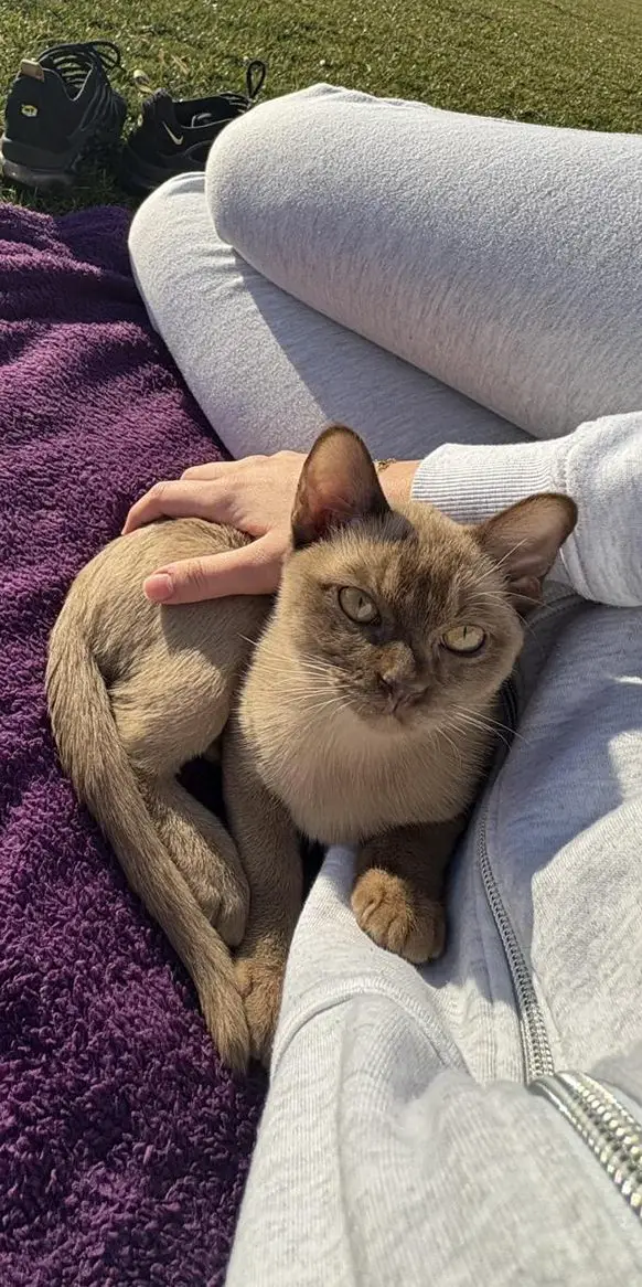 Deckkater Burma, reinrassig