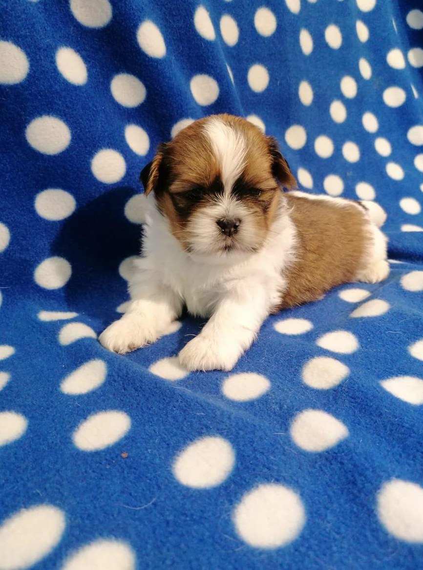 Lhasa Apso Welpen mit Stammbaum zu verkaufen