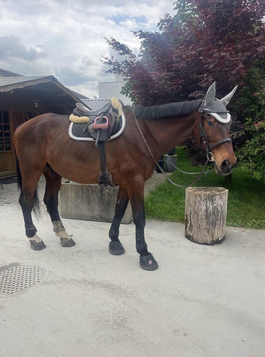 Reitbeteiligung für CH-Warmblut in Holziken AG