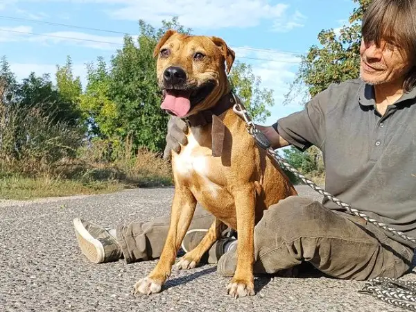 LINA, charmante Mischlingshündin, ca. 4 Jahre, 45m, 22kg