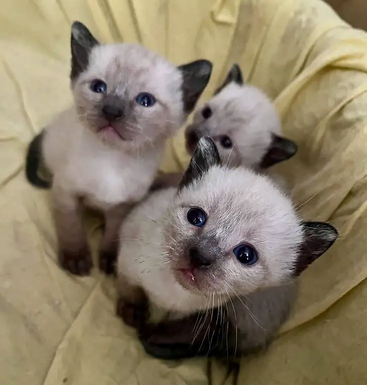 Siam Kitten