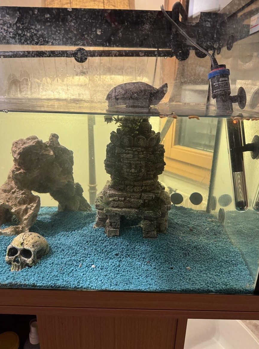 2 Wasserschildkröten mit kompletter Einrichtung