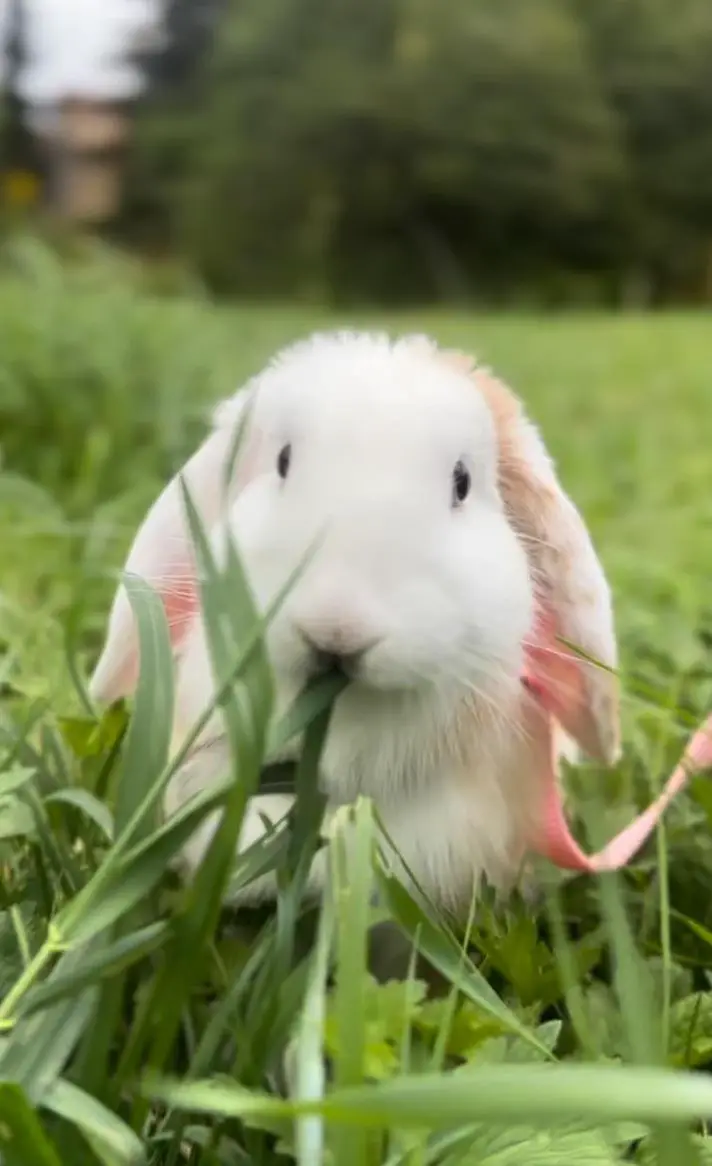 Zwergkaninchen / Minilop / Zwergwidder / Zwerghäsli