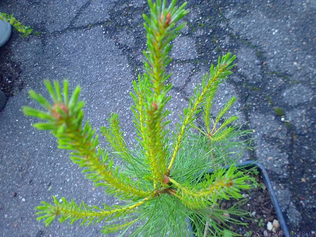 Föhre Föhrenbaum im Topf