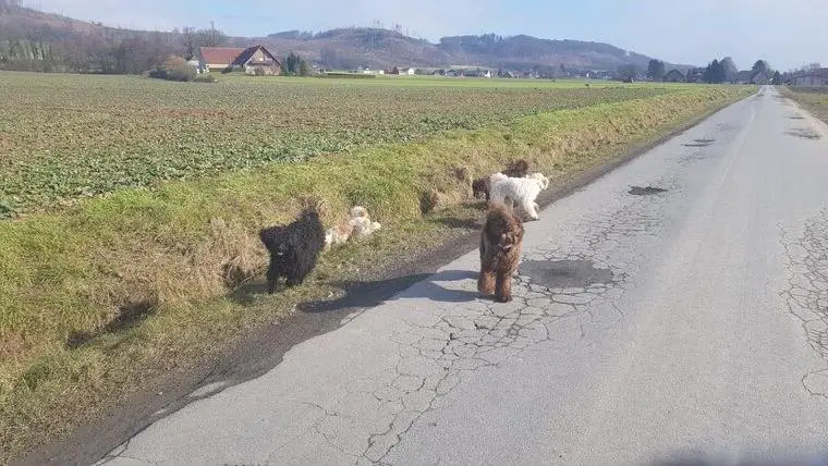 Süsse Kleinpudel Welpen, Fawn Parti, Brindle, Braun ...