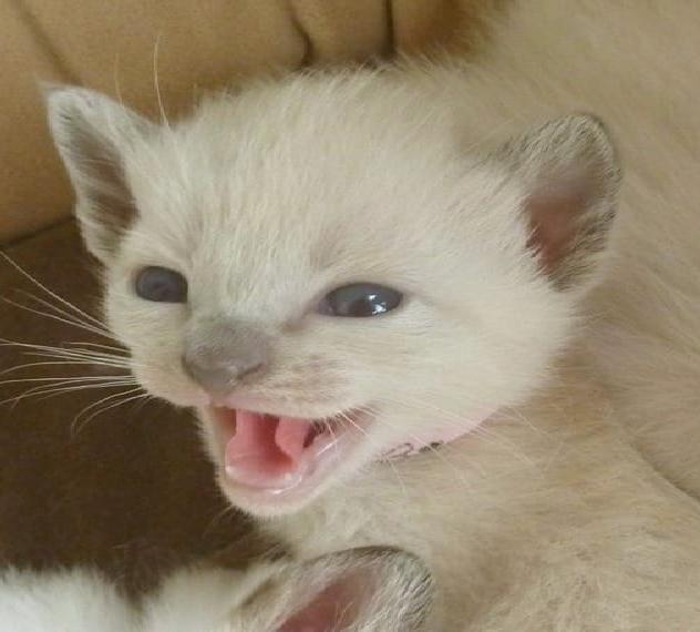 Thai Siam alter Typ 24 Jahre Zucht Babys