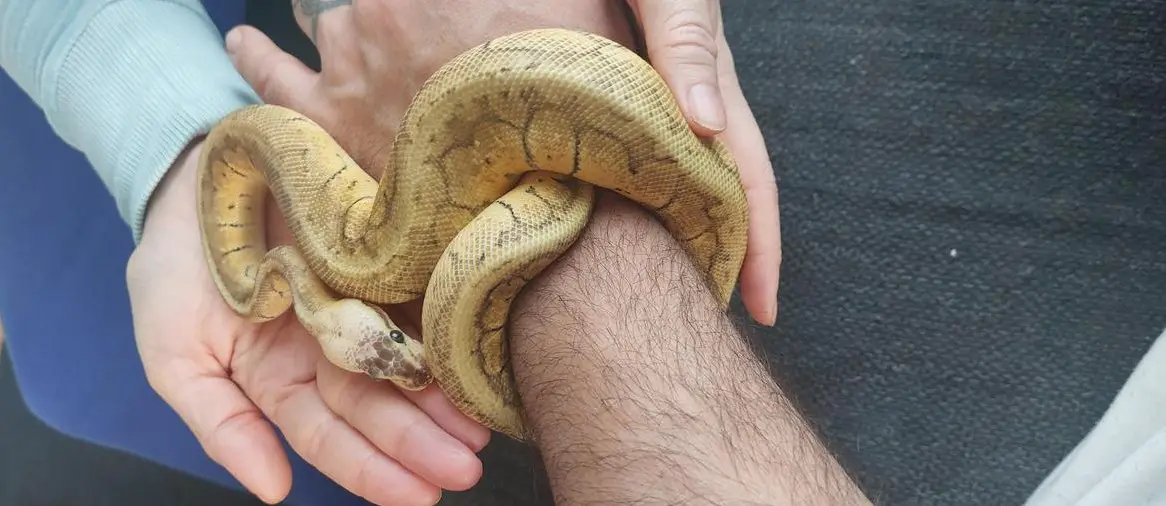 Sehr handzahme junge Killer Blast Königspython