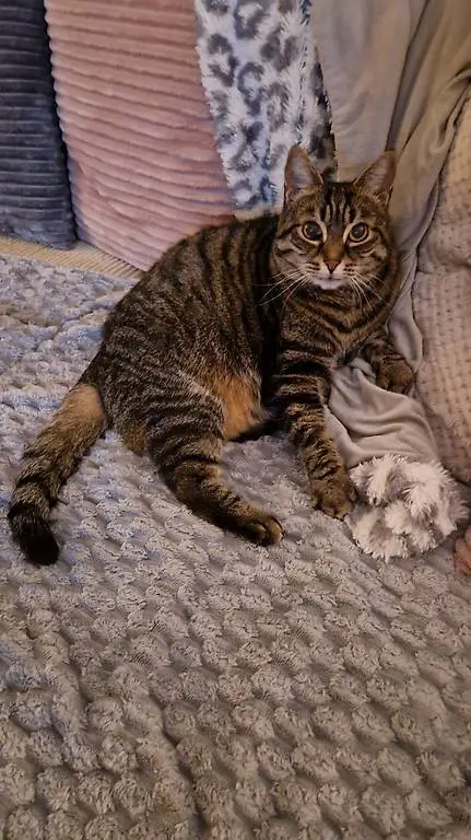 Ich suche ein liebvolles neues Zuhause