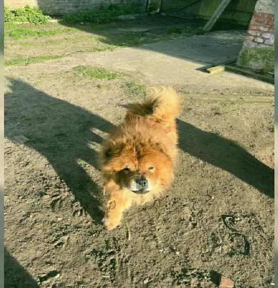 8 Jähriger Chow-Chow Rüde