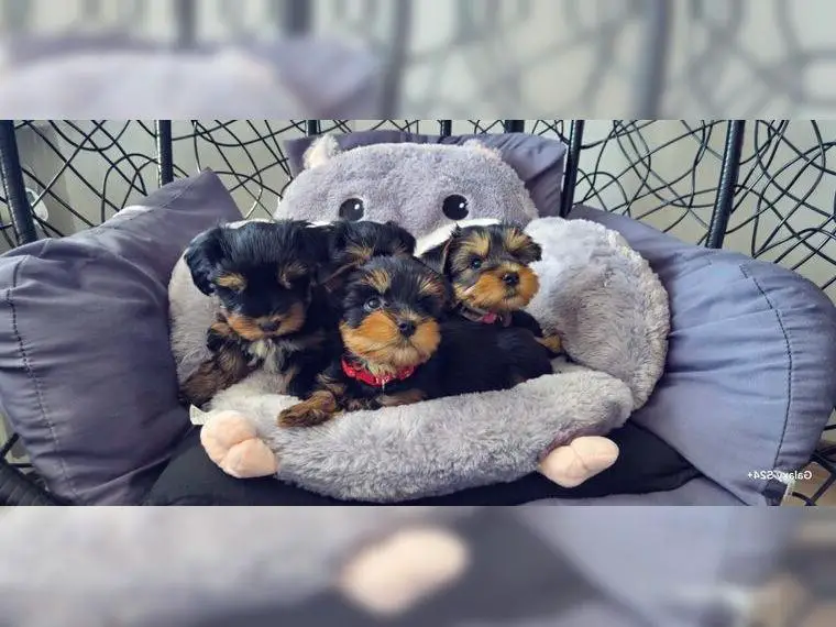 Yorkshire terrier mini welpe antialergiker