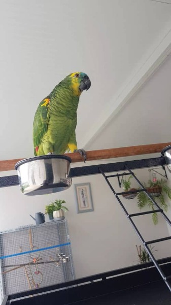 Je vend un perroquet le vrai amazone
