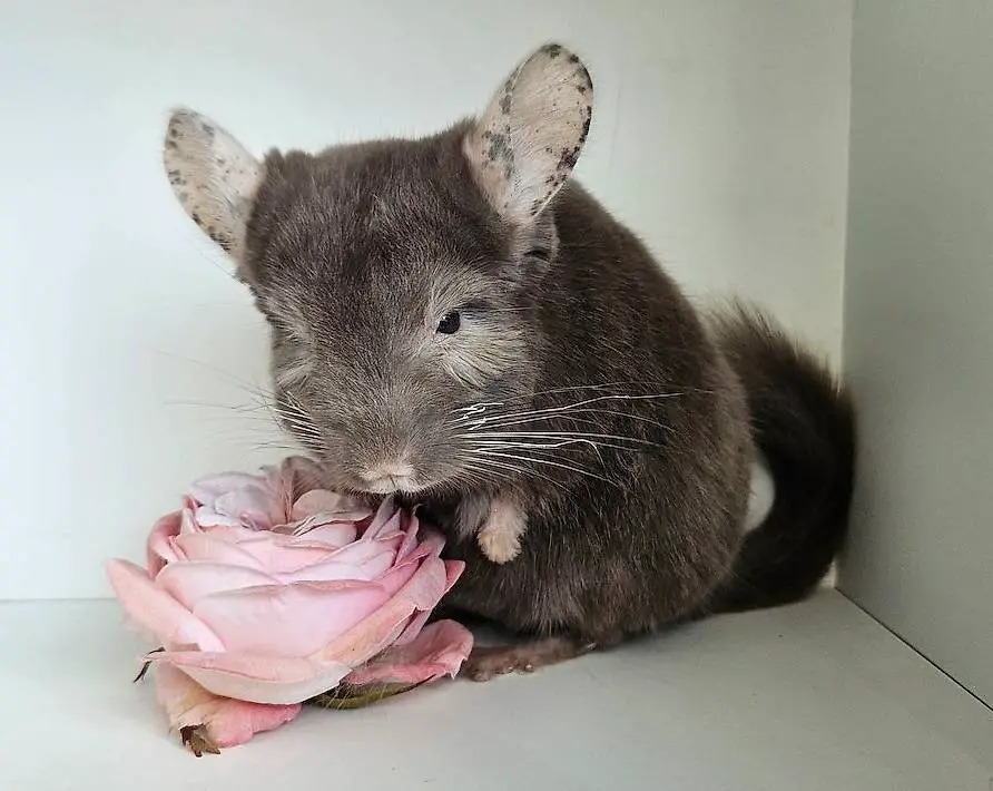 Schoko-Chinchilla-Dame sucht Lebensplatz