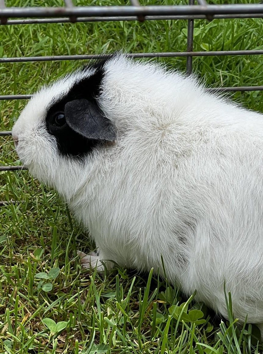2-jährige Meerschweinchen Weibchen zu verkaufen