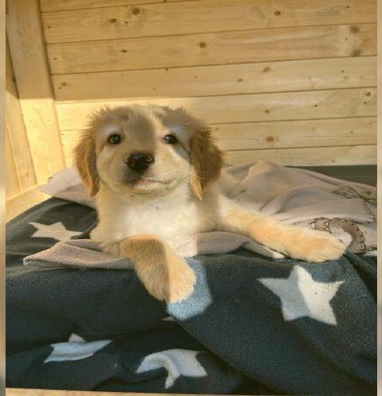 Reinrassige Hovawart welpen suchen einem neuen zuhause