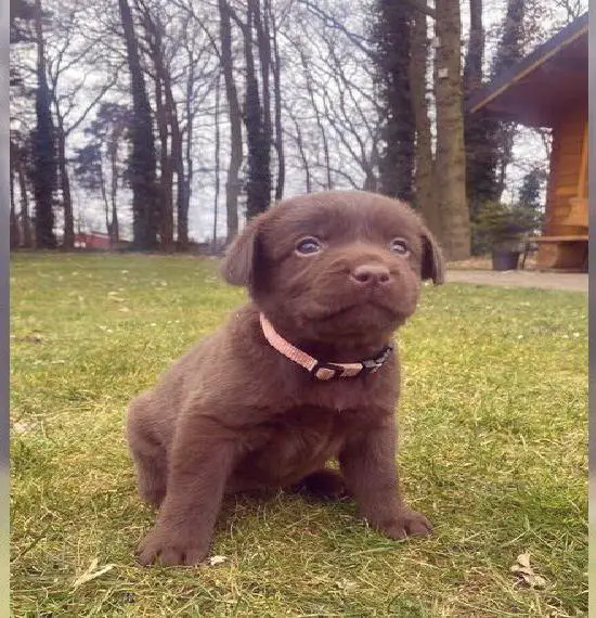 Labrador Welpen