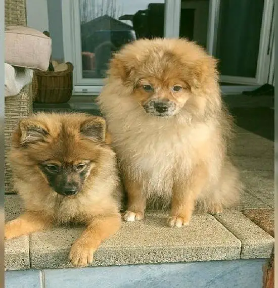 Pomeranian zwergspitz -Welpen 4 Monate