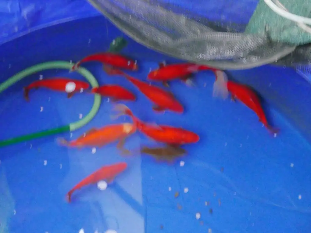 Goldfische ca. 10 Stk abzugeben.