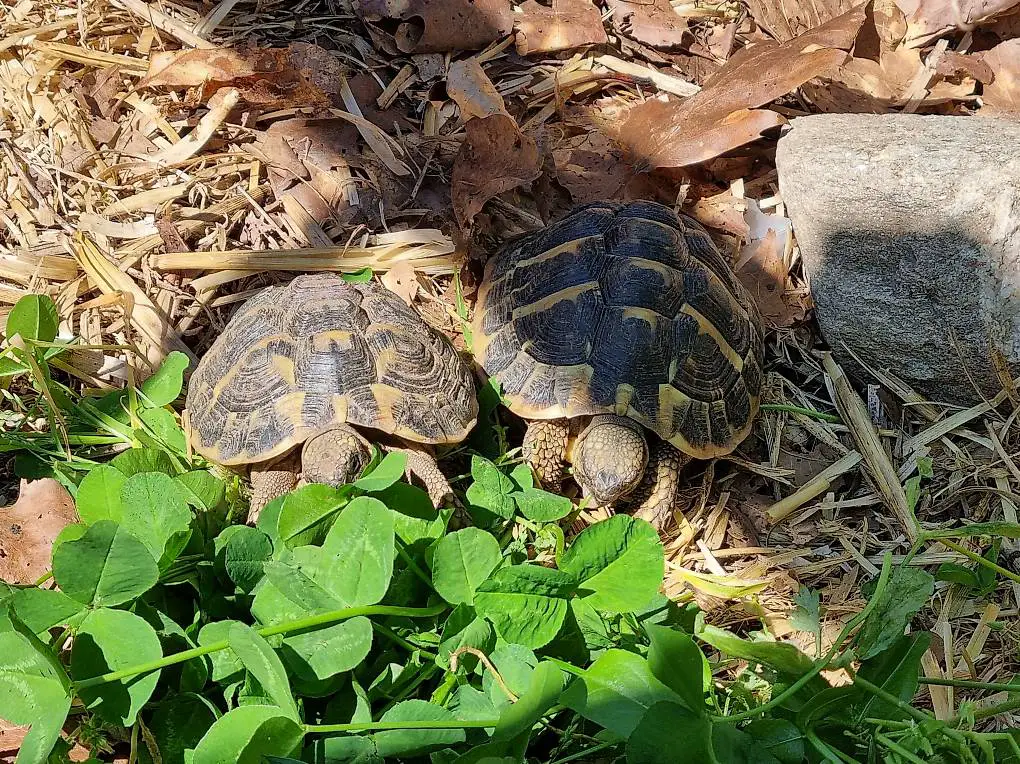 Tartarughe da terra