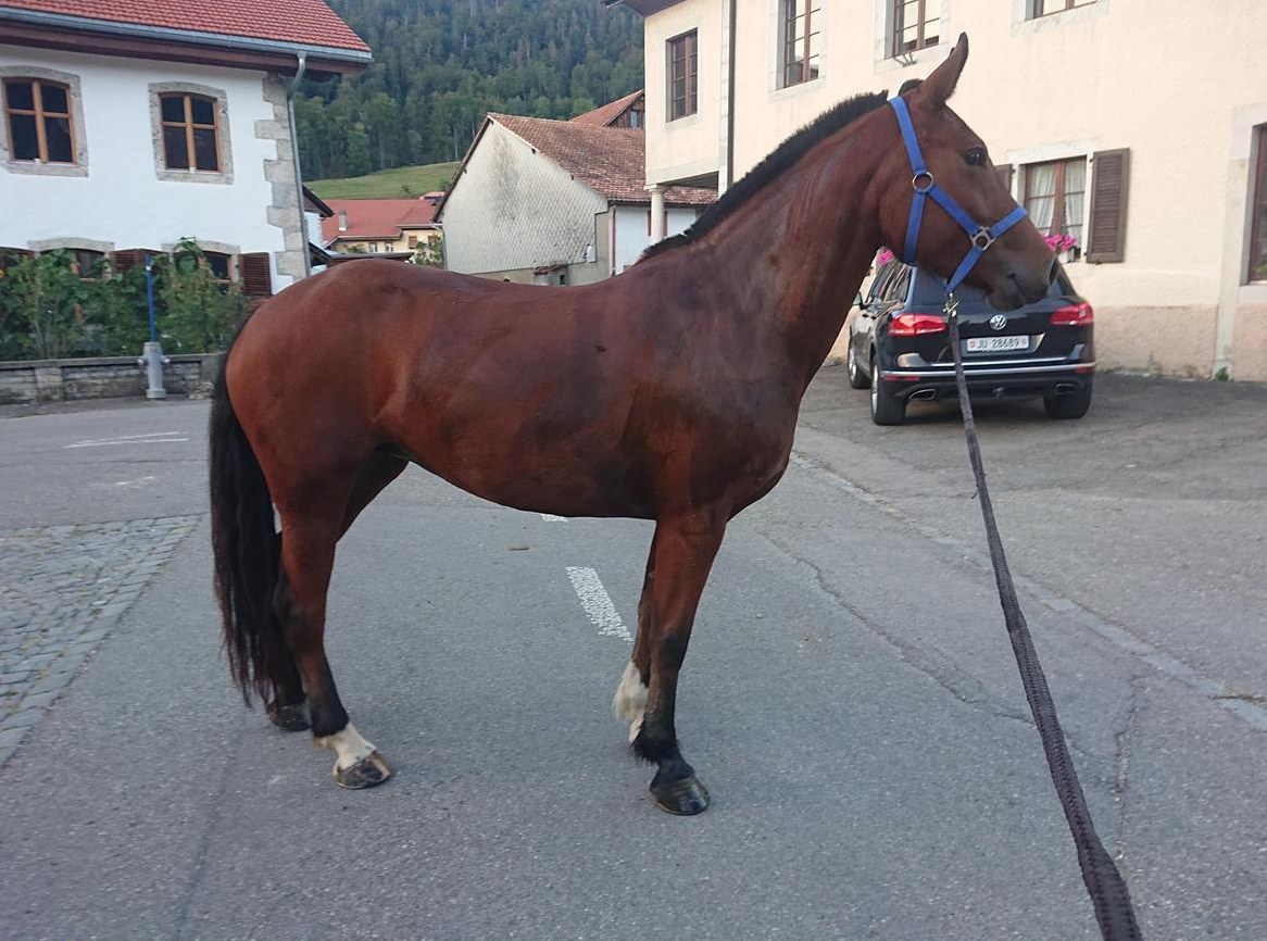 Freiberger Stute, 4.5-jährig für Freizeit, Fahren, Familie